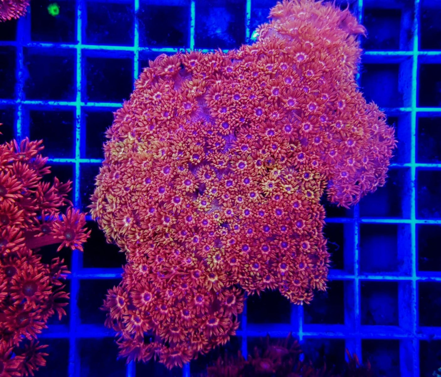 Goniopora spp. (Red) (Ultra)