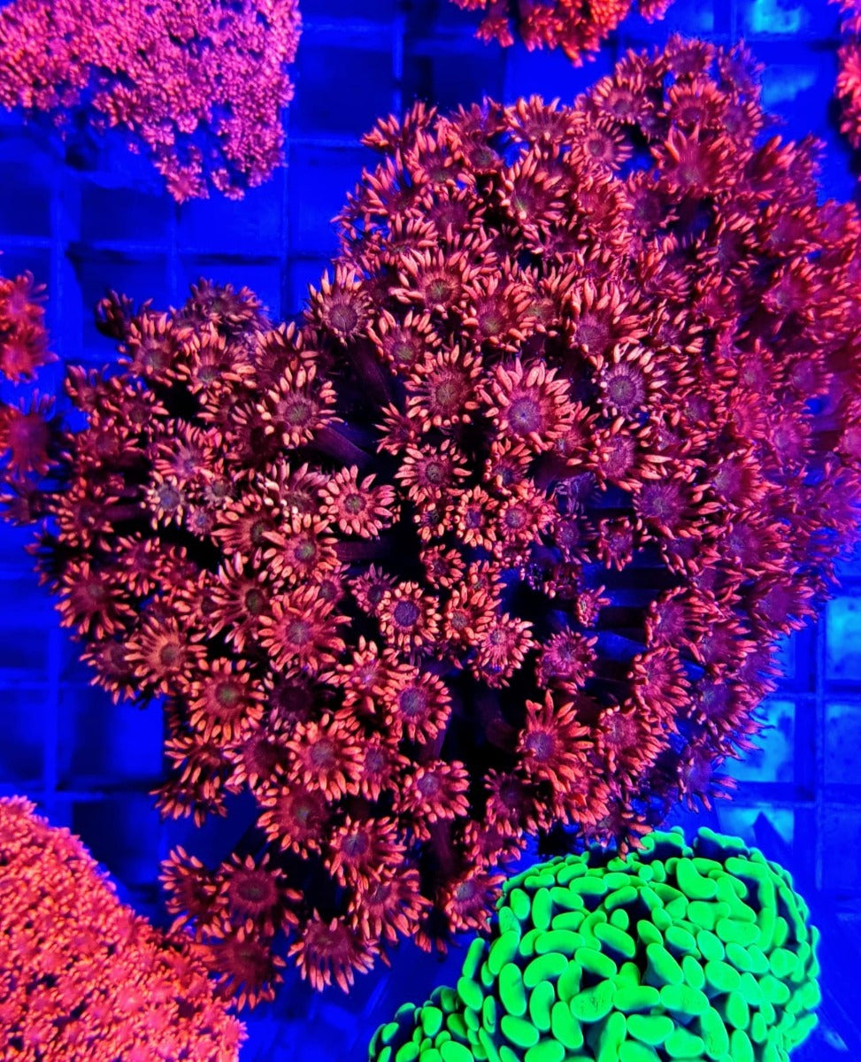 Goniopora spp. (Red) (Ultra)