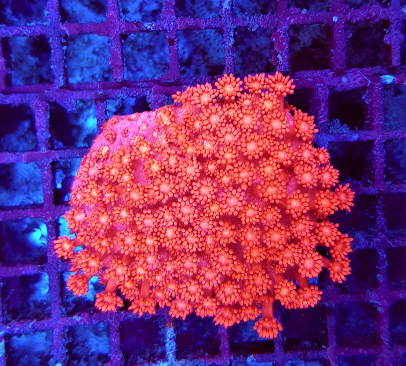 Goniopora spp. (Red) (Ultra)