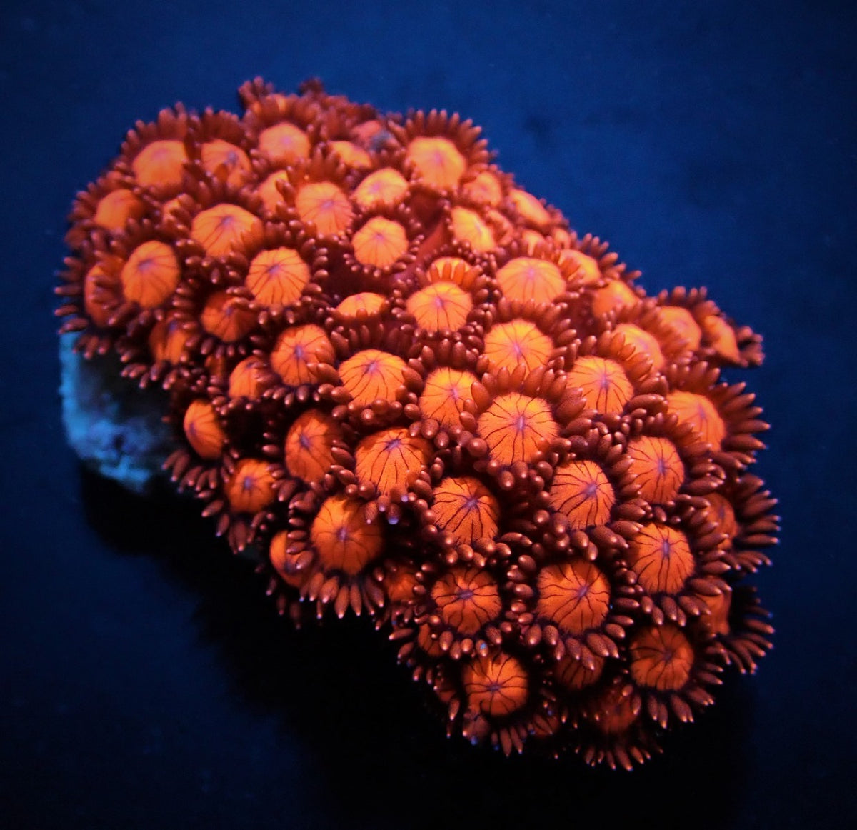 Goniopora spp. (Red) (Ultra)