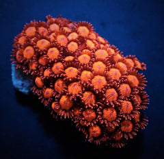 Goniopora spp. (Red) (Ultra)