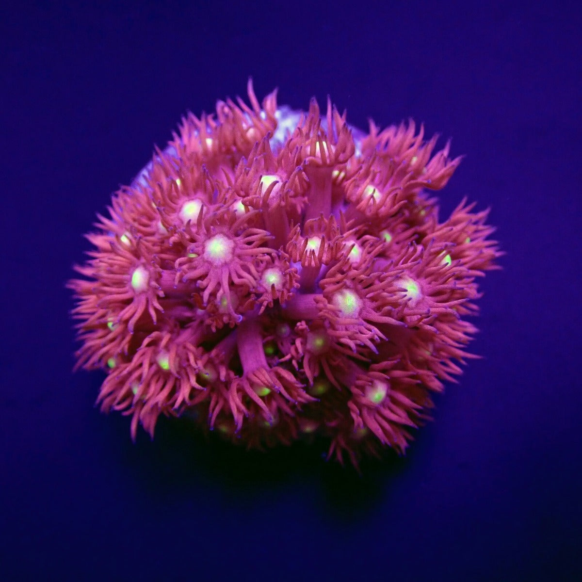 Goniopora spp. (Red) (Yellow-Green Center) (frag)