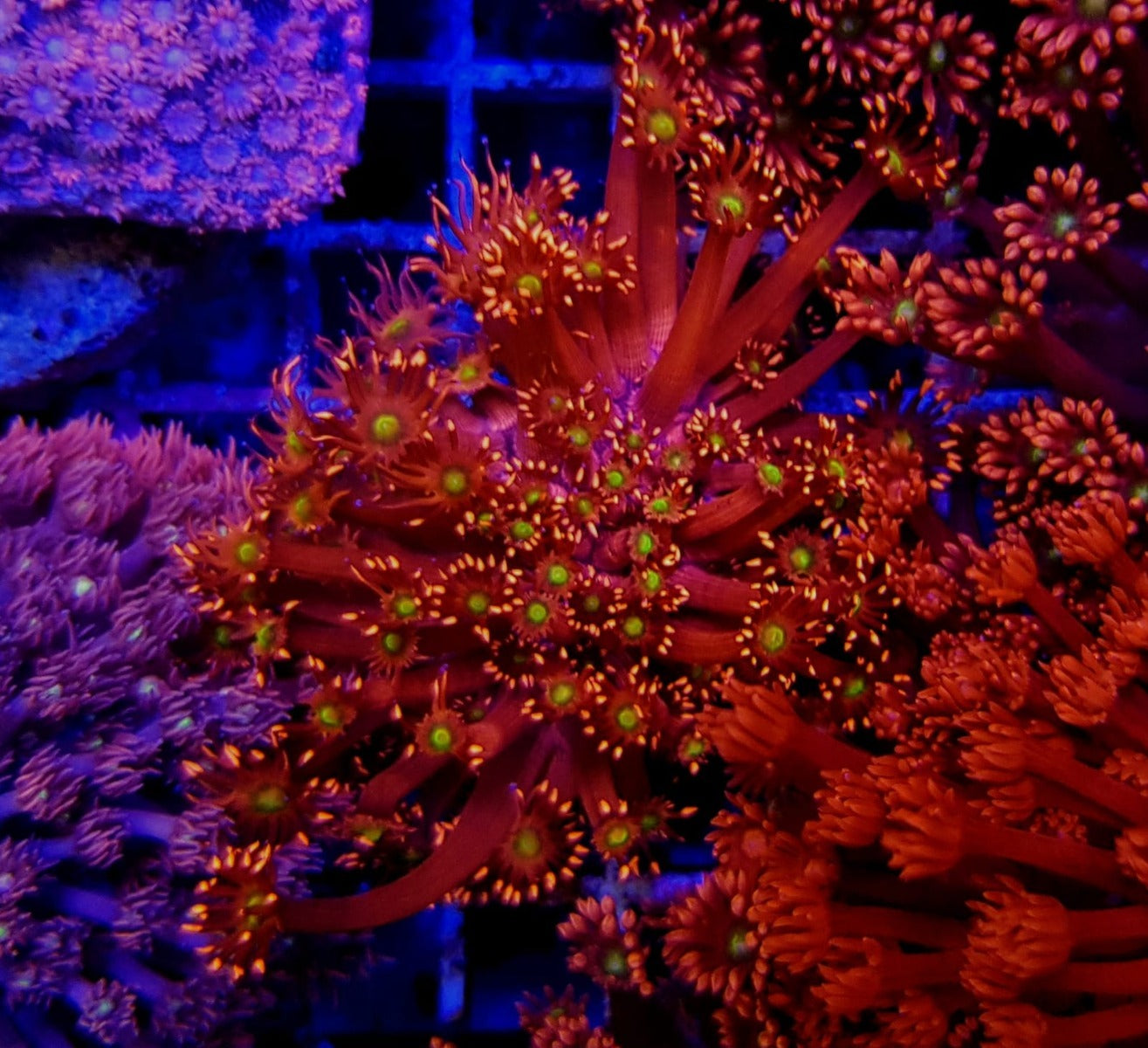 Goniopora spp. (Red) (Yellow-Green Center) (frag)