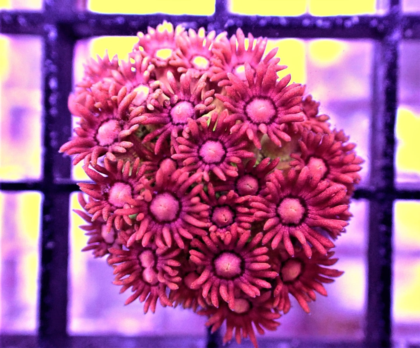 Goniopora spp. (Special Selected) (frag)