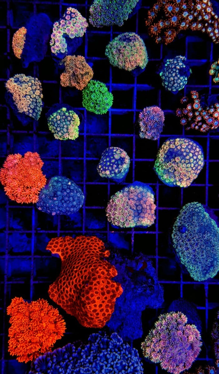 Goniopora spp. (Ultra)