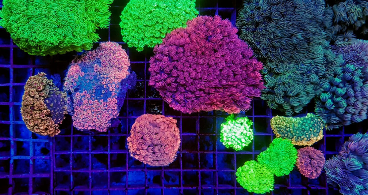Goniopora spp. (Ultra)