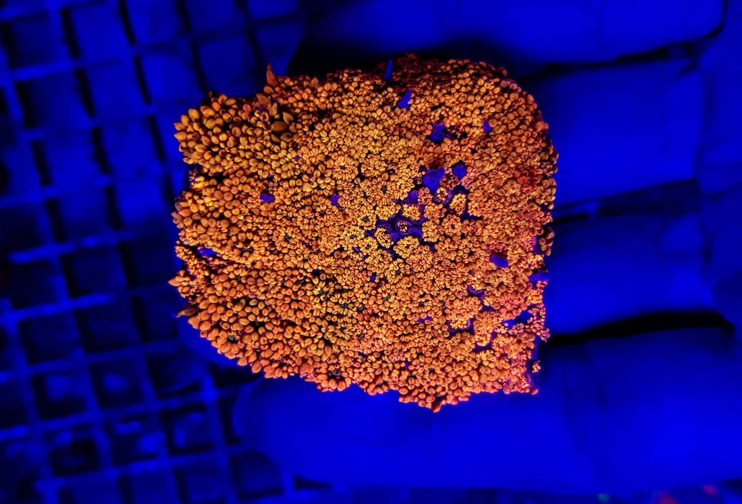 Goniopora spp. (Ultra) (frag)