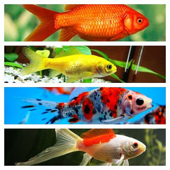 Carassius auratus   Goudvis mix 8-10 cm