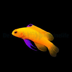 Gramma dejongi