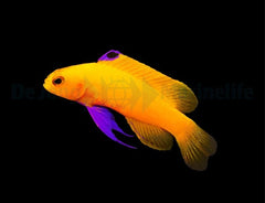 Gramma dejongi