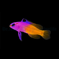 Gramma loreto - DJM Bred