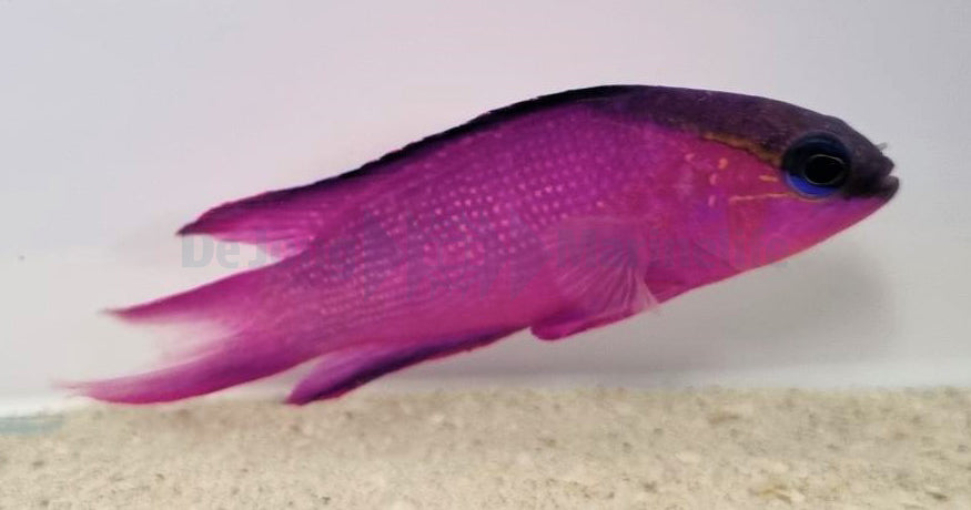 Gramma melacara
