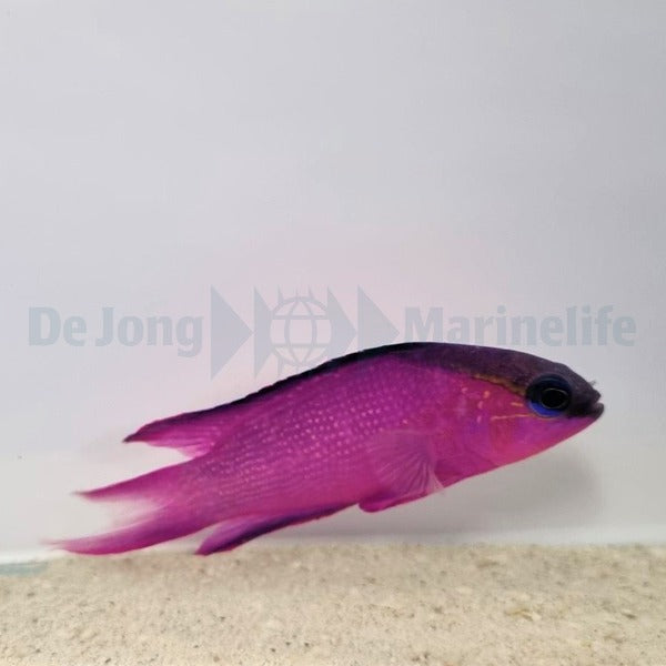 Gramma melacara