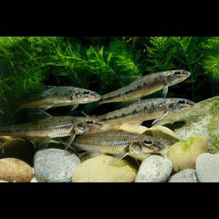 Gobio gobio   Grondel 8-10 @