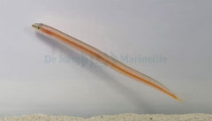 Gunnellichthys curiosus