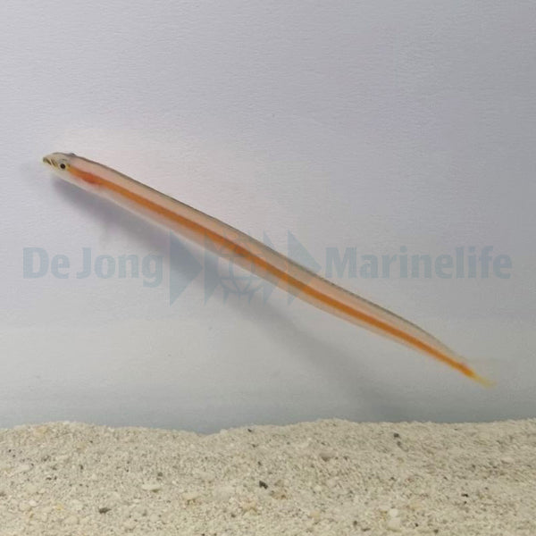 Gunnellichthys curiosus