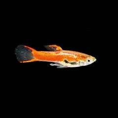 Poecilia ret.   Gup endler chilli red L