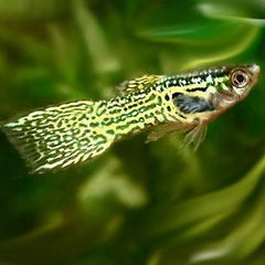 Poecilia ret.   Gup endler cobra green L