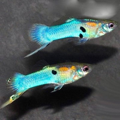 Poecilia ret. Guppy Japan blue L