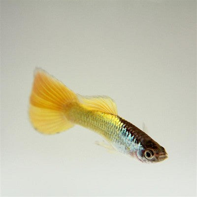 Poecilia ret.   German yellow guppy XL