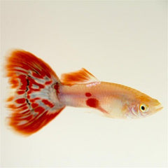 Poecilia ret.  Guppy pigeon blood man XL