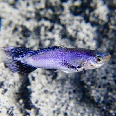 Poecilia ret.   Guppy purple queen M