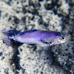 Poecilia ret.   Guppy purple queen M