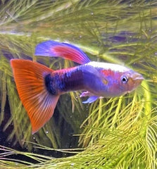 Guppy blue/red neon pairs M ECO