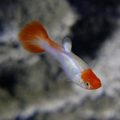 Guppy vrouw red cap