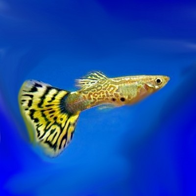 Poecilia ret.   Gup yellow gold cobra XL