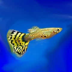 Poecilia ret.   Gup yellow gold cobra M