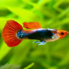 Poecilia ret.   Guppy tuxedo red koi L