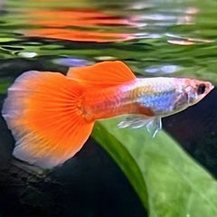Guppy male Crimson Groom 3,5 cm.