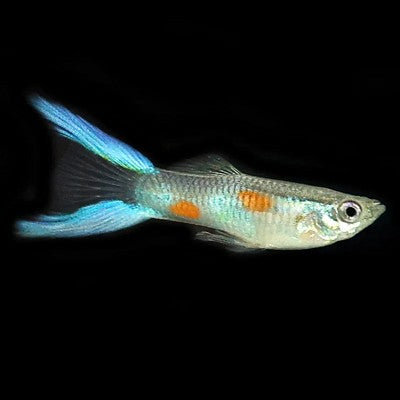 Poecilia ret. Guppy blauw lierstaart