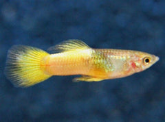 Poecilia ret.   Guppy bumblebee XL