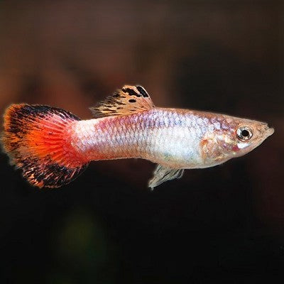 Poecilia ret.Guppy coral tail vrouw  XL