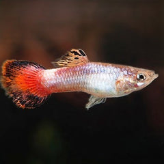 Poecilia ret.Guppy coral tail vrouw  XL