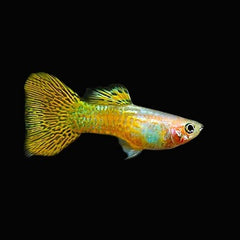 Poecilia ret.   Guppy gold cobra XL