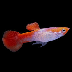 Guppy male koi cobra 3,5 cm.