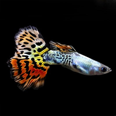 Poecilia ret. Guppy Leopard 3,5 cm.