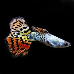 Poecilia ret. Guppy Leopard 3,5 cm.
