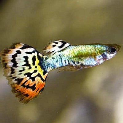 Poecilia ret.  Guppy luminous leopard XL