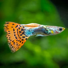 Poecilia.ret.Guppy rainbow man XL