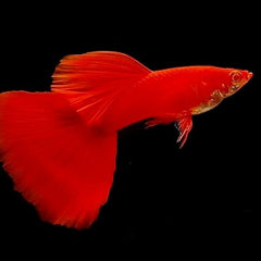 Guppy red eye moscow male 3,5 cm.