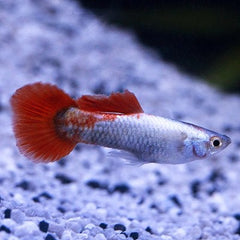Poecilia ret.  Guppy sabta baddy man M