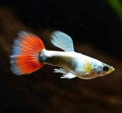 Guppy Santa Claus XL