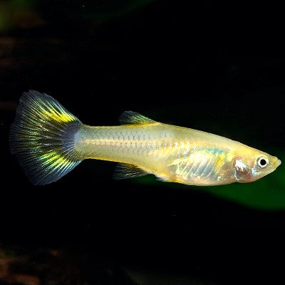 Poecilia ret.   Guppy vrouw mix M