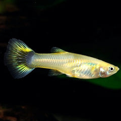 Poecilia ret.   Guppy vrouw mix M