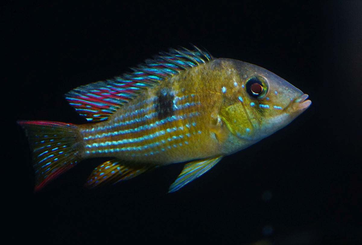 Gymnogeophagus terrapurra