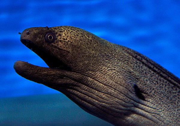 Gymnothorax javanicus